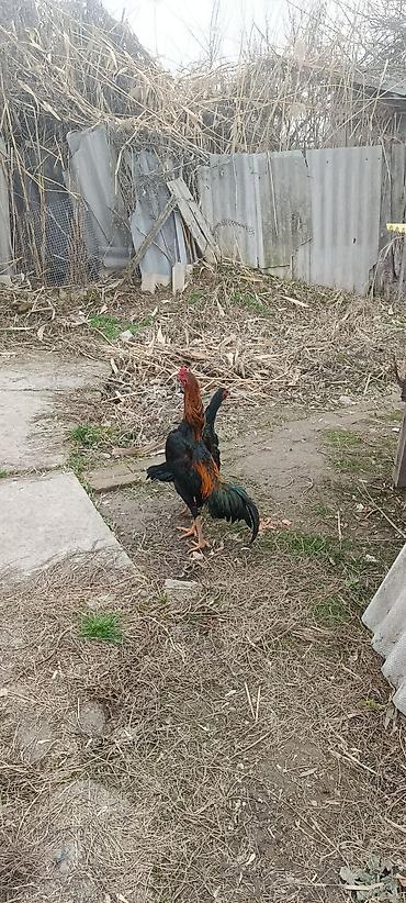 Птицы: ПРОДАЮ!!! ЯЙЦА. ИЗ ПОД ДАКАНА КОРЕЕЦ Из под чемпиона есть данные И — 1