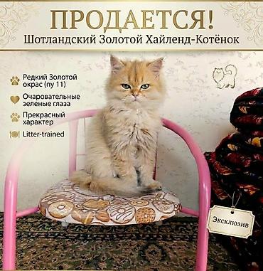 кане корсо купить в бишкеке: Скотиш Страйт (Шотландская прямоухая), 4 месяца, Мальчик, Золотая шиншилла, Приучена к лотку, Проглистована — 1