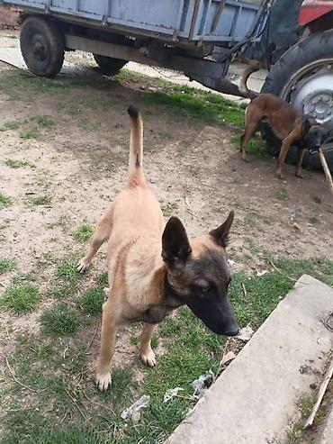 Psi: Belgijski ovčar MALINOA štenci Stenci 6 meseci stari, dva muska i na lalafo.rs — 8 Psi: Belgijski ovčar MALINOA štenci Stenci 6 meseci stari, dva muska i — 8