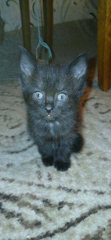наполнитель для котят: Котята, домашние - Окрас: два угольно‑чёрных котёнка с небольшими — 2