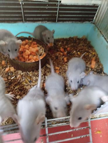 Крысы: Продам маленьких крысят Дамбо декоративные рексы ручные домашние. Есть — 4