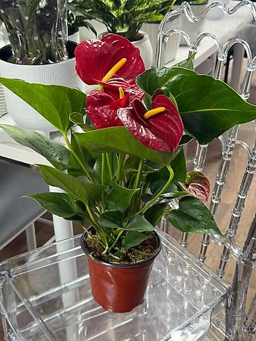 Антуриумы: Антуриум (Anthurium) в горшке - Компактный куст с плотными глянцевыми — 20