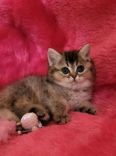 Pişiklər: Britan — 8