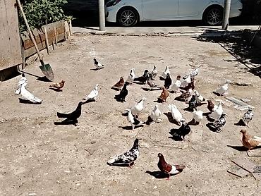 qus yuvalari: Salam quslar maşdagadadi hopdom 7manatdan tek tek sec götur 10manat — 5
