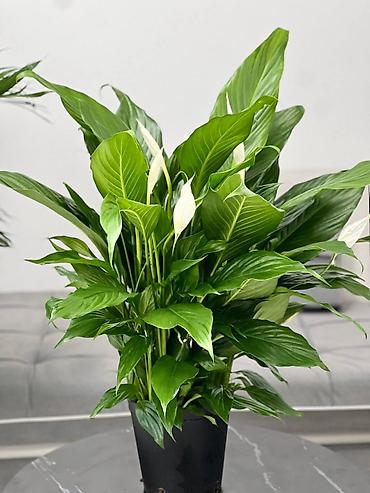 Другие комнатные растения: 🌿 Зелёное счастье для вашего дома 🌿 Комнатные растения и свежие цветы — 9