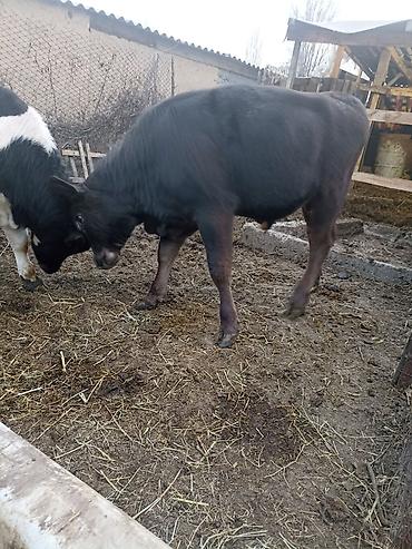 Коровы, быки: Продаю | Бык (самец) | На откорм — 1