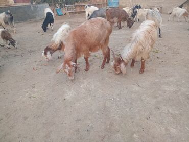 Keçi, çəpiş: Dişi, il: 1, 18 kq, Damazlıq — 4