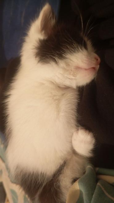 отдам котенка в добрые руки: Кошка даром: Беспородная, 1 месяц, Мальчик — 1