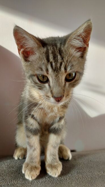 кот на вязку: В добрые пути пристраивается котик, 2-3 месяца, доброжелательный
