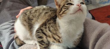 Pişiklər: Tabbi, Dişi, Yaxşı əllərə, Pulsuz çatdırılma — 26