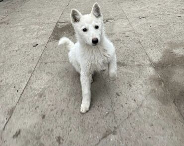 Продажа собак: Лайка, 3 месяца, Самец — 9