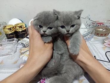 Pişiklər: Şotland, Erkək, Dişi, Yaxşı əllərə, Ödənişli çatdırılma, Ünvandan götürmə, Rayonlara çatdırılma — 6