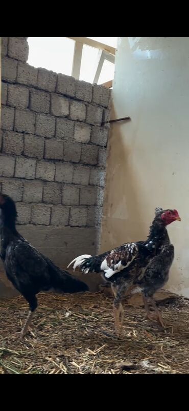 Cücələr: Toyuq cücələri, Damazlıq — 3