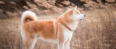 baskervillerin iti: Akita-inu, 2 il, Erkek, Ödənişli çatdırılma