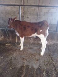 теленки или телята купить: Сатам | Бука (эркек) | Бордоп семиртүү үчүн | Байланган