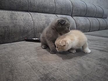 Отдам котят в хорошие руки. Самовывоз, район завода Кока Кола. тел — 5