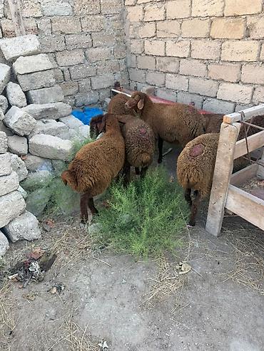 Qoyunlar, qoçlar: Salam aleyküm 6 baş quzu 2 dişi 4ərgəy ünvan binə salgoz 0775431770 -da lalafo.az — 11 Qoyunlar, qoçlar: Salam aleyküm 6 baş quzu 2 dişi 4ərgəy ünvan binə salgoz 0775431770 — 11