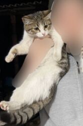 кошки в добрые руки: Кошка даром: Беспородная, 1 год, Девочка, Приучена к лотку