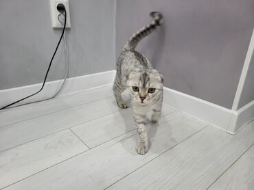 сколько стоит персидская кошка: Отдадим в хорошие руки, желательно в частный дом, Шотландская