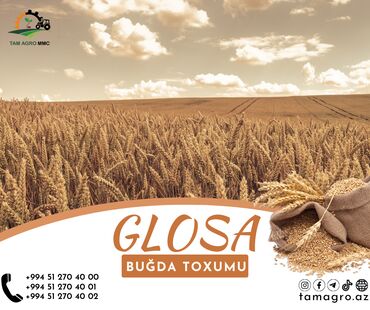 продажа ковров бу: Glosa Buğda Toxmu
1 ci növ unluq buğda
Qılçıqlı
Qırmızı