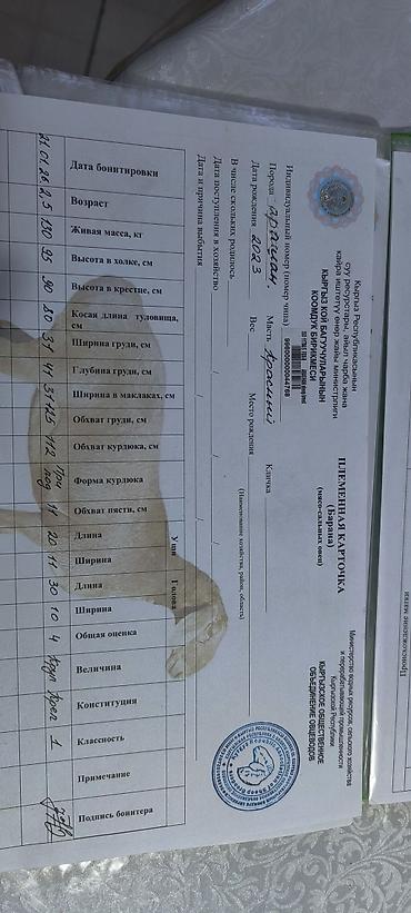 Баран, овца: Продаю | Баран (самец) | Арашан | Для разведения | Племенные — 14