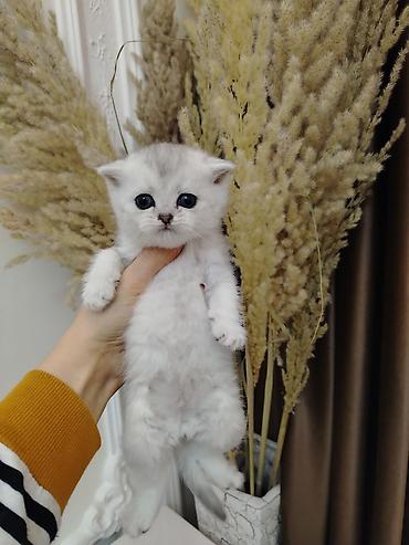 Pişiklər: Şotland — 8