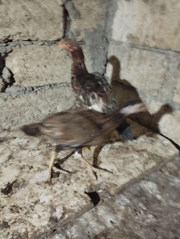 Digər quşlar: 2 fərə satılır biri 2 ay yarımlıq də biri 3 ayın keçib münasib qiymətə — 6