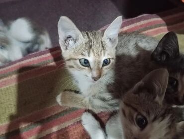 куда можно отдать кошку в бишкеке: 5котята отдам бесплатно, здоровые,одна девочка остальные мальчики