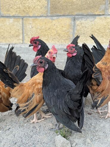 хай лайн соня петух: На продажу японские петухи