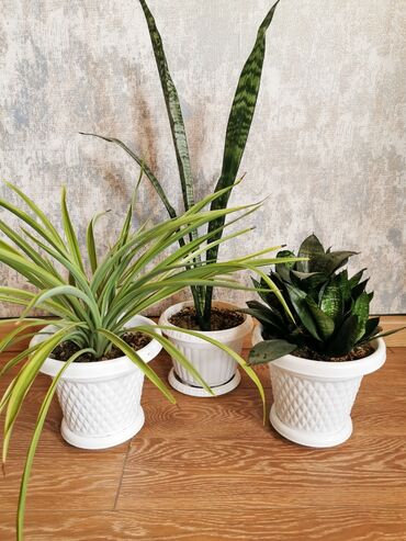 tradeskansiya bitkisi: Üçü birlikdə 18 azn. Qılınc bitkisi + xlorofitium + sansevieria. Qabla