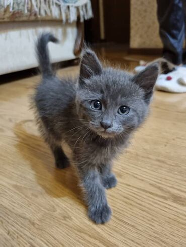 Коты: Котенок британская голубая мальчик 1.5 мес, умный и игривый в лоток