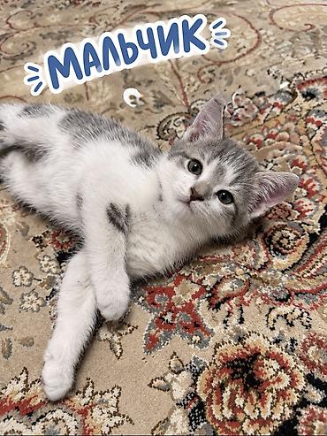 итер: Отдам даром милых котят. Всего 3 котёнка: 2 мальчика и 1 девочка 🐾 — 1
