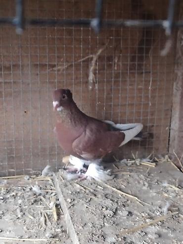 Другие с/х животные: Продам голуби🕊 срочно🆘 игра есть не болеют гарантием даю одна штука at lalafo.kg — 7 Другие с/х животные: Продам голуби🕊 срочно🆘 игра есть не болеют гарантием даю одна штука — 7