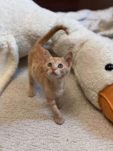 кошка с разными глазами: Кошка даром: Беспородная, 2 месяца, Мальчик