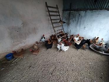 Toyuqlar: Toyuq, Damazlıq — 2