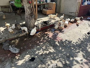 lalafo goyercin satisi: Kuban danışan ördəklər içində bir dənə belə yaşlı yoxdu hamısı 3,4,5 — 6
