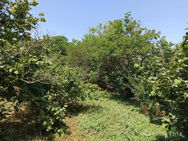 Bağ evlərinin satışı: Nabranda çox qözel menzerede hem denize yaxın hemde meşenin kenarında — 15