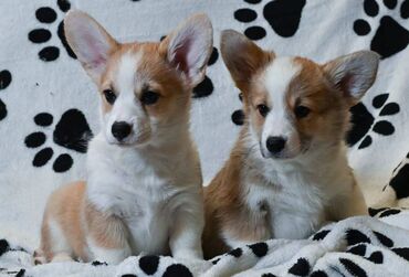 İtlər: Korgi, 2 ay, Erkek, Sənədli, Pulsuz çatdırılma — 28
