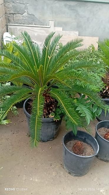 finiks palma: Bitki: Cycas revoluta (Saqovnik, Sago Palm) Təsvir: - Qara plastik — 1