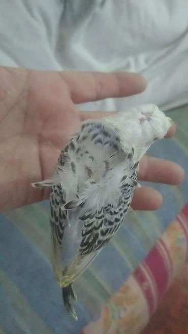 Tutuquşları: Yaponic cütü 70 azn — 12