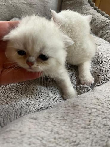 Pişiklər: Şinşilla, Erkək, Dişi — 4