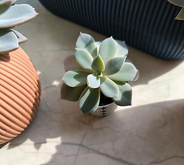 baltalar: 🌿 Kiçik Echeveria satılır! ☀️ Güclü günəş işığını sevir və günəşli — 2