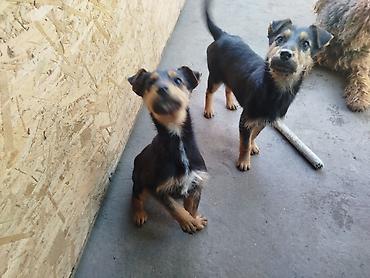 Отдам даром собаку: Щенки среднего типа,метисы,4 месяца, жёсткошёрстные, окрас — 14