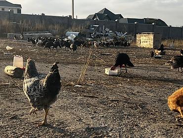 продаю уток: Продаю | Куры | Домашняя | Для разведения — 2