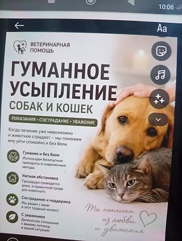 ветеренар: Ветеринарная помощь — гуманное усыпление собак и кошек Показания — — 1