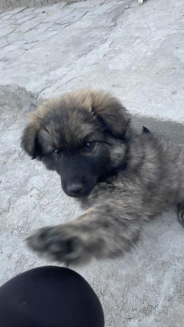 Продажа собак: Щенок метиса 3 месяца (пушистая шерсть «соболь», тёмная маска) — 5