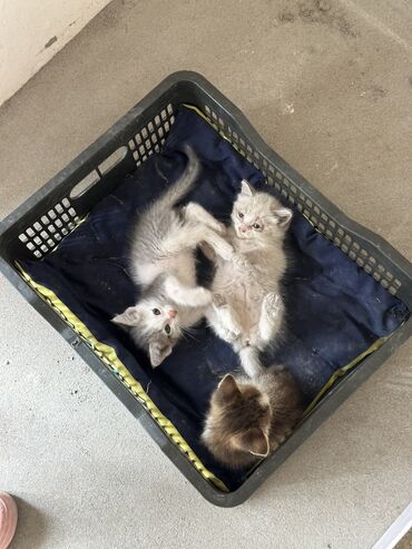куплю сиамского котенка: Кошка даром: Сиамская, 1 месяц, Мальчик