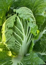 купить набор инструментов в бишкеке: Капуста Дүңүнөн