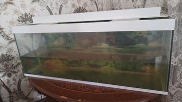 аквариум баку: Uzunluğu 1metr hundurluyu 40SM eni isə 30 SM ölçüdə olan akvarium