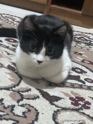 Отдам даром кошку: Кошка даром: Беспородная, 7 месяцев, Девочка, Приучена к лотку — 5
